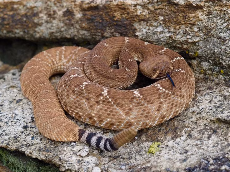  8. Tuổi thọ cao. Rắn đuôi chuông có thể sống từ 20 đến 30 năm trong điều kiện nuôi nhốt và có thể sống lâu hơn trong môi trường tự nhiên nếu chúng không bị đe dọa. Ảnh: Pinterest.