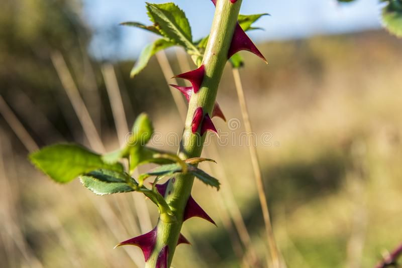  Gai hoa hồng: Gai trên thân hoa hồng không phải là gai thực sự (thorn – nguồn gốc từ chồi và lá, có bó mạch bên trong) mà là gai giả (prickle – không có bó mạch và dễ loại bỏ), giúp cây tự vệ trước động vật ăn cỏ. Ảnh: Pinterest.