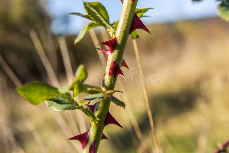  Gai hoa hồng: Gai trên thân hoa hồng không phải là gai thực sự (thorn – nguồn gốc từ chồi và lá, có bó mạch bên trong) mà là gai giả (prickle – không có bó mạch và dễ loại bỏ), giúp cây tự vệ trước động vật ăn cỏ. Ảnh: Pinterest.