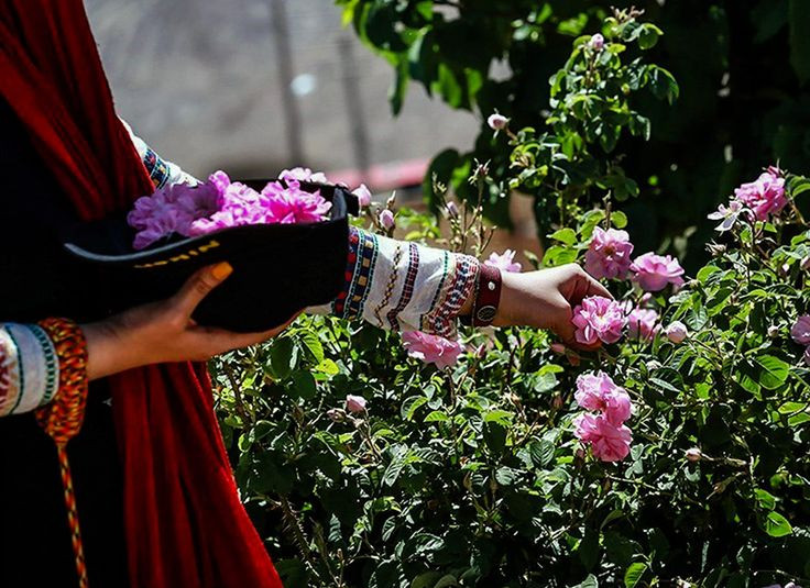  Biểu tượng quốc gia: Hoa hồng là quốc hoa của nhiều quốc gia, bao gồm Anh, Iran, và Bulgaria. Ảnh: Pinterest.