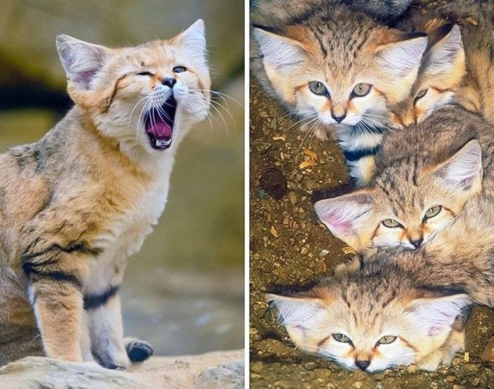 Mèo cát: Mèo cát sống ở những nơi nhiều cát trên hành tinh của chúng ta, như ở các sa mạc vùng Bắc Phi và Trung Đông. Chúng cảm thấy hoàn toàn an toàn khi ở trong cát, đá, và môi trường thiếu nước ngọt.