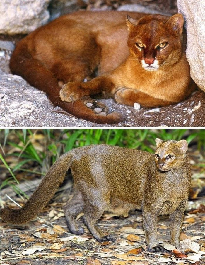 Jaguarundi: Loài mèo này sống ở Mexico và Nam Mỹ. Trên thực tế, các nhà khoa học cũng chỉ biết rất ít về chúng, hầu như tất cả những gì ta biết là về tập tính và môi trường sống. Thật đáng tiếc khi một sinh vật xinh đẹp và quý hiếm vẫn còn đang là một điều bí ẩn. Loài mèo Jaguarundis hiếm khi sống được hơn 10 năm.