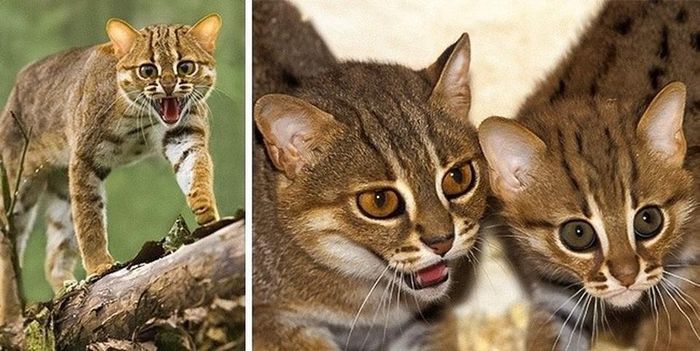 Mèo đốm gỉ: Mèo đốm gỉ nặng không quá 1,6kg, chúng là loài mèo nhỏ nhất trong số những loài mèo hoang. Loài mèo này chỉ sống ở Ấn Độ và Sri Lanka, với tổng đàn khoảng 10.000 con. Chúng ưa không gian thoáng, khô và ưa cả kiểu khu rừng ẩm ướt với thảm thực vật bụi rậm. Mèo đốm gỉ có thể được thuần hóa rất dễ dàng, nhưng chúng ta nên giữ chúng hoang dã.