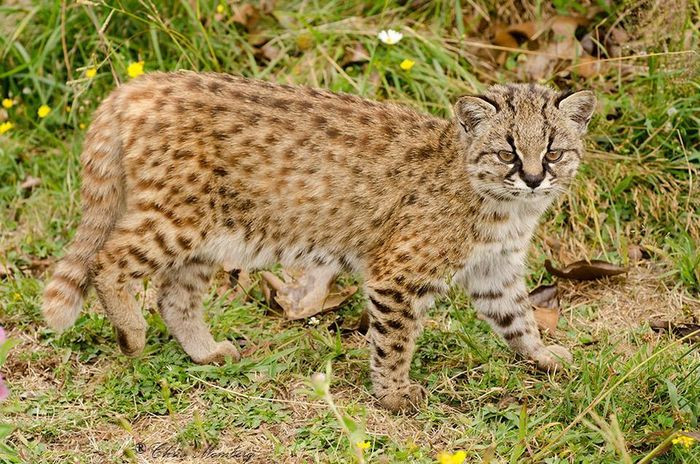 Mèo đốm Kodkod: Loài mèo hoang nhỏ này sống chủ yếu ở Chile và một số vùng của Argentina. Chúng dành phần lớn thời gian trong thảm thực vật dày đặc ở khe núi để rình bắt con mồi. Mèo đốm Kodkod thực sự là những tay leo núi rất cừ khôi. Với hệ cơ bắp khỏe mạnh, chúng có thể dễ dàng leo lên những cây cao. Người dân địa phương đôi khi còn gọi loài mèo này là ma cà rồng bởi chúng sẽ để lại đúng hai vết cắn trên con mồi.