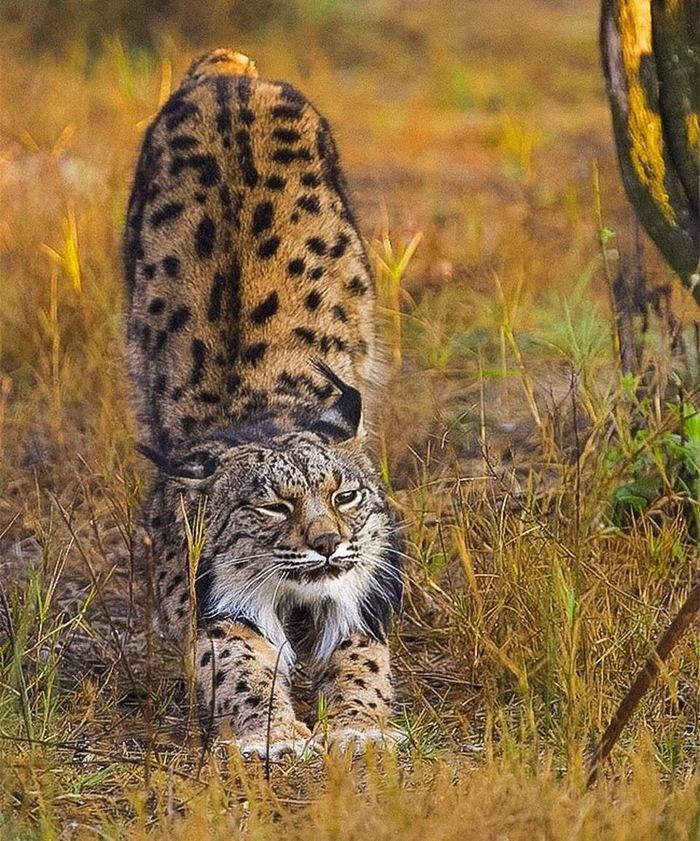 Linh miêu Iberia: Linh miêu Iberia là một trong những loài mèo hiếm nhất và có nguy cơ tuyệt chủng cao nhất trong số các loài mèo hoang trên hành tinh. Chúng từng bị săn bắt trên khắp lãnh thổ của Tây Ban Nha và Bồ Đào Nha. Tuy nhiên, ngày nay, chúng chỉ có thể được tìm thấy dưới sự bảo vệ của Vườn quốc gia Donãna, Tây Ban Nha.