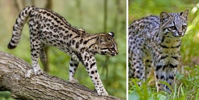 Mèo đốm Oncilla: Mèo đốm Oncilla thường sống ở Brazil và Argentina. Bộ lông của chúng cho phép chúng ẩn nấp trong lá cây vì thế mà các nhà khoa học rất khó quan sát. Mặt khác, điều này khiến loài mèo đốm Oncilla ít bị đe dọa trước sự săn bắt của con người.