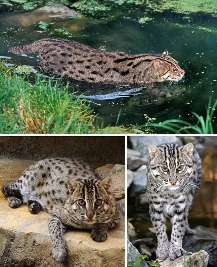 Mèo cá: Loài mèo rừng có tên là mèo cá (tên khoa học là Prionailurus viverrinus), sinh sống tại các vùng rừng ngập mặn ở đồng bằng sông Cửu Long của Việt Nam. Đặc điểm đặc biệt nhất của mèo cá là những màng bên dưới ngón chân giúp chúng bơi tốt hơn. Mèo cá có kích thước gấp đôi mèo bình thường và rất cơ bắp. Chúng không hung dữ nhưng chắc chắn sẽ tự bảo vệ mình khi cần thiết.