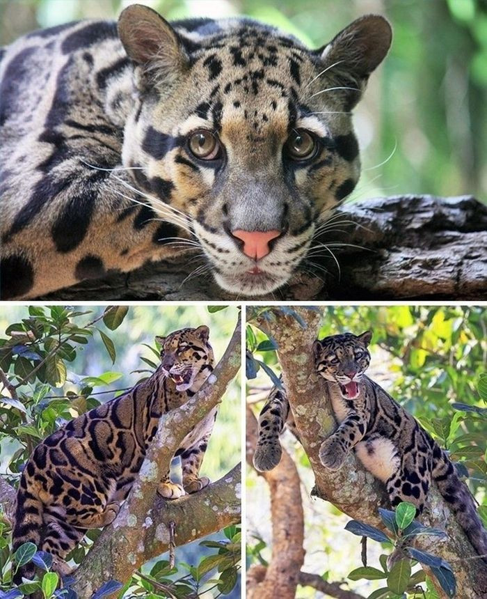 Báo gấm: Loài mèo này trông gần giống như một con báo thực sự nhưng nhỏ hơn một chút. Chiều dài đầu đến đuôi của một con báo gấm dài khoảng 60 - 110cm. Chúng thường sống trên cây, và con cái thậm chí còn dùng thân cây rỗng để sinh sản.