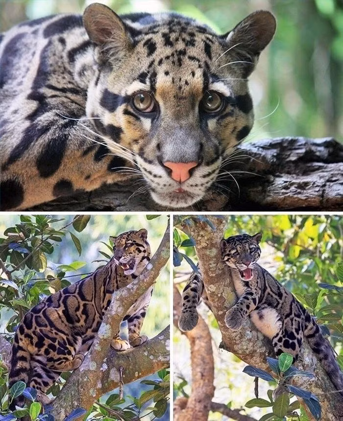 Báo gấm: Loài mèo này trông gần giống như một con báo thực sự nhưng nhỏ hơn một chút. Chiều dài đầu đến đuôi của một con báo gấm dài khoảng 60 - 110cm. Chúng thường sống trên cây, và con cái thậm chí còn dùng thân cây rỗng để sinh sản.