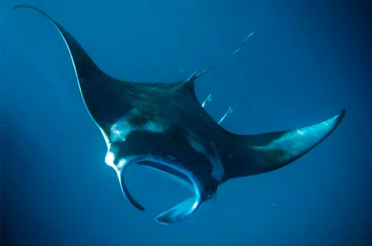  13. Cá đuối manta khổng lồ. Cá đuối manta là loài lớn nhất trong họ cá đuối, với sải vây lên tới 7 mét và cân nặng hơn 1.000 kg. Ảnh: Pinterest.
