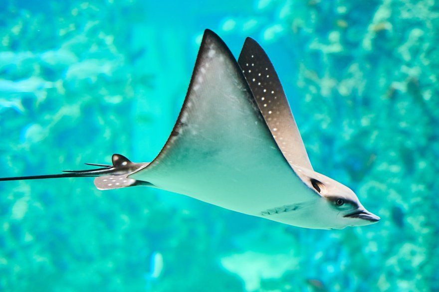  4. Bơi giống như chim bay. Cá đuối bơi bằng cách vỗ cánh giống như chim, sử dụng các vây lớn để lướt qua nước một cách nhẹ nhàng và linh hoạt. Ảnh: Pinterest.