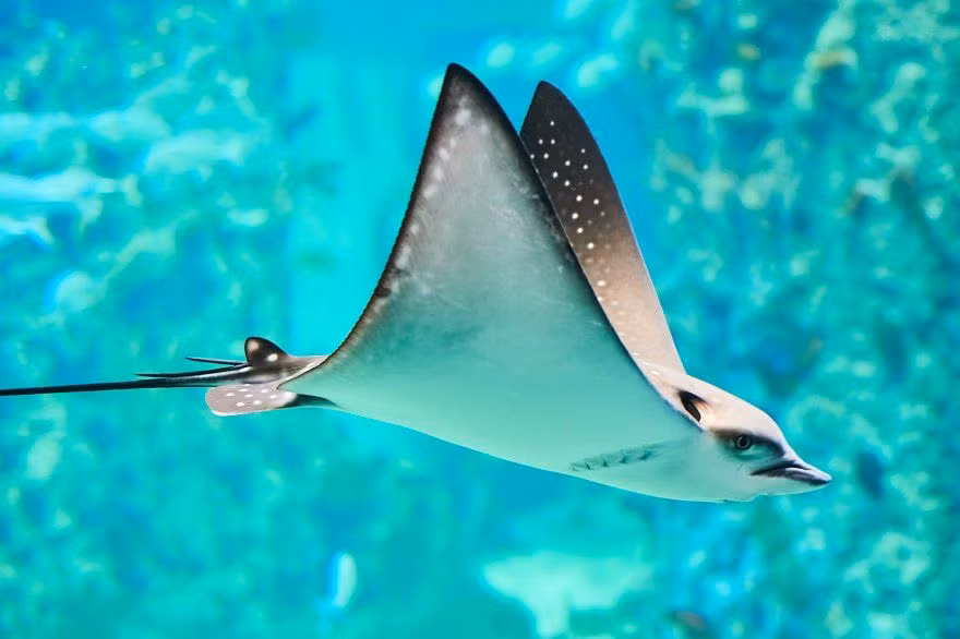  4. Bơi giống như chim bay. Cá đuối bơi bằng cách vỗ cánh giống như chim, sử dụng các vây lớn để lướt qua nước một cách nhẹ nhàng và linh hoạt. Ảnh: Pinterest.