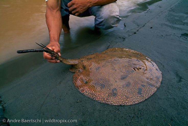  11. Gai độc nguy hiểm. Một số loài cá đuối có gai chứa chất độc ở đuôi, có khả năng gây tổn thương nghiêm trọng cho con người. Ảnh: Pinterest.
