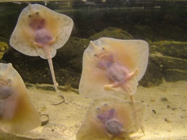  15. Mối đe dọa từ con người. Cá đuối đang đối mặt với nguy cơ tuyệt chủng do đánh bắt quá mức, mất môi trường sống, và ô nhiễm biển. Một số loài, như cá đuối manta, đã được bảo vệ ở nhiều nơi trên thế giới. Ảnh: Pinterest.