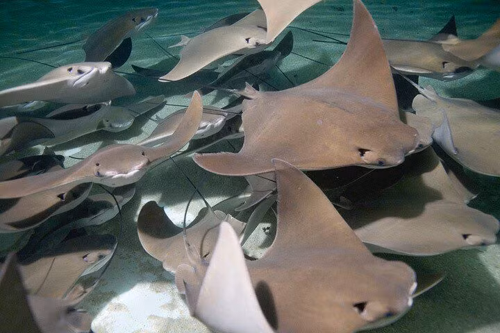  9. Da thô ráp. Da cá đuối được bao phủ bởi các vảy nhỏ gọi là denticles, giúp giảm lực cản khi bơi. Da của chúng từng được sử dụng làm đồ trang trí và dụng cụ trong nhiều nền văn hóa. Ảnh: Pinterest.