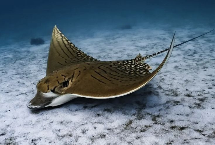  5. Giác quan siêu nhạy. Chúng có cơ quan điện cảm giác nhạy bén, giúp phát hiện các trường điện từ từ con mồi chuyển động trong nước. Ảnh: Pinterest.