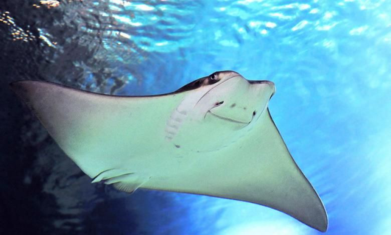  3. Cơ thể phẳng dẹp. Hình dạng phẳng đặc trưng của cá đuối giúp chúng dễ dàng lướt trên đáy biển và ẩn mình trong cát để tránh kẻ săn mồi. Ảnh: Pinterest.