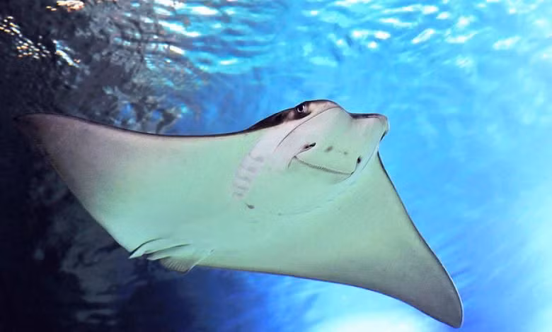  3. Cơ thể phẳng dẹp. Hình dạng phẳng đặc trưng của cá đuối giúp chúng dễ dàng lướt trên đáy biển và ẩn mình trong cát để tránh kẻ săn mồi. Ảnh: Pinterest.