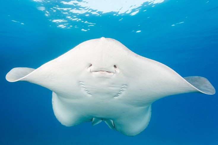  6. Không có răng thông thường. Cá đuối có một hàm răng đặc biệt, bao gồm các mảng răng cứng giống như bàn nghiền để nghiền nát con mồi như sò, ốc, và tôm. Ảnh: Pinterest.