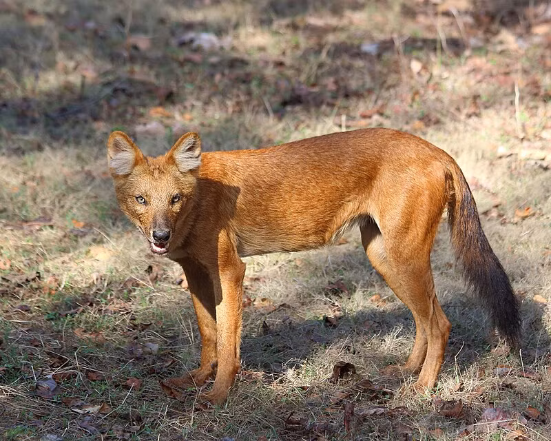 Chúng chuyên săn bắt hươu, nai… làm thức ăn. Sói lửa sống theo bầy đàn từ 7-20 con. Chúng thường tập trung lại cùng đi săn, có khi còn tấn công bản làng của người dân. Tuy nhiên loài này chỉ ăn thịt vật nuôi trong làng mà không ăn thịt người.