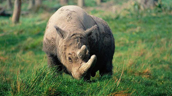 Tê giác Java trên thế giới hiện tại cũng rơi vào tình trạng nguy cấp. Chúng biến mất phần bởi thay đổi môi trường, phần lớn là vì nạn săn bắt trộm để lấy sừng. Sừng tê giác Java được xem là dược liệu quý hiếm trong y học phương Đông truyền thống. Người có tiền cũng chưa chắc đã có thể mua được sừng tê giác.