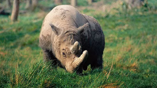 Tê giác Java trên thế giới hiện tại cũng rơi vào tình trạng nguy cấp. Chúng biến mất phần bởi thay đổi môi trường, phần lớn là vì nạn săn bắt trộm để lấy sừng. Sừng tê giác Java được xem là dược liệu quý hiếm trong y học phương Đông truyền thống. Người có tiền cũng chưa chắc đã có thể mua được sừng tê giác.