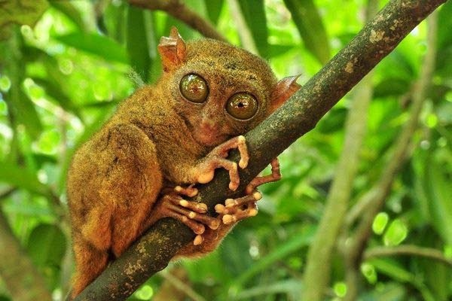  Khỉ lùn Tarsier có mắt to, tai to, chi sau rất dài. Chúng có khả năng đu bám, chuyền cành thoăn thoắt. Thậm chí, loài linh trưởng này có thể nhảy xa gấp 40 lần cơ thể của mình. 