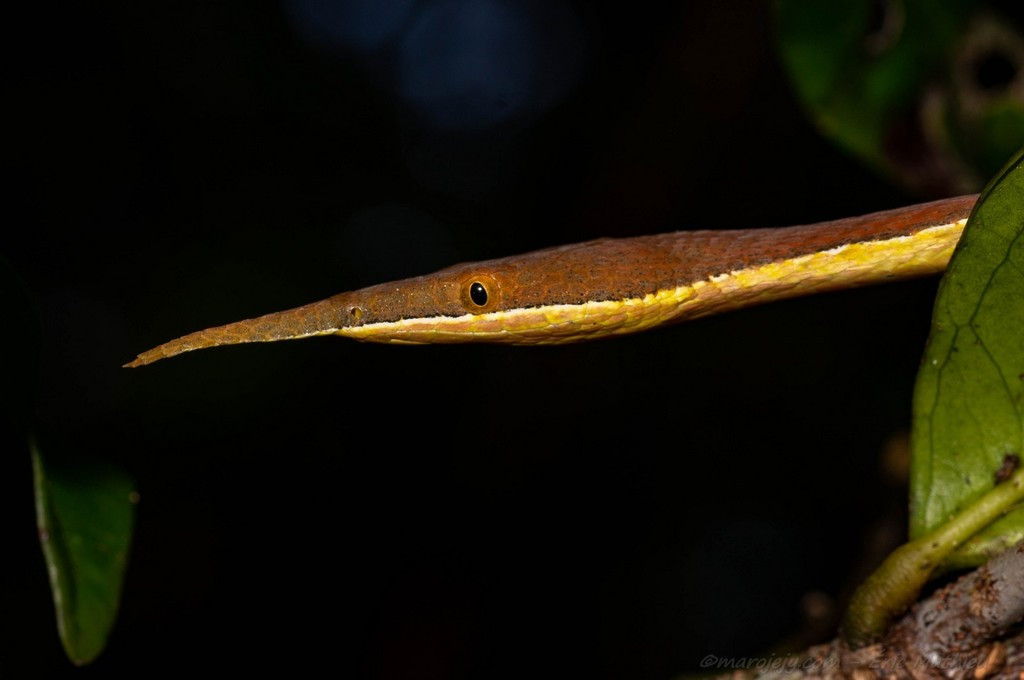  13. Khó bắt gặp trong tự nhiên. Dù không được coi là một loài động vật quý hiếm, chúng hiếm khi được bắt gặp trong tự nhiên do lối sống ẩn dật của mình. Ảnh: iNaturalist.