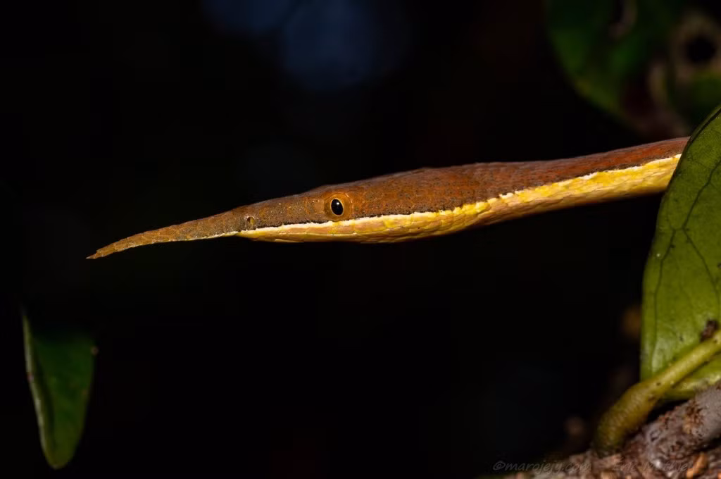  13. Khó bắt gặp trong tự nhiên. Dù không được coi là một loài động vật quý hiếm, chúng hiếm khi được bắt gặp trong tự nhiên do lối sống ẩn dật của mình. Ảnh: iNaturalist.