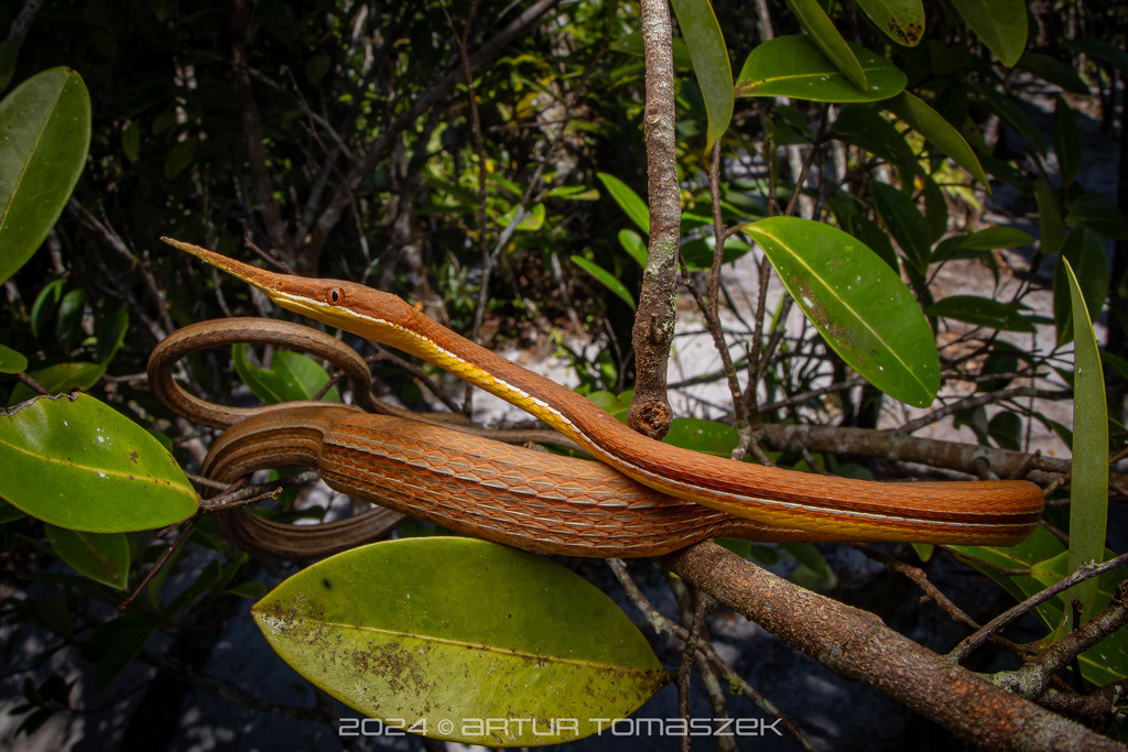 15. Nuôi như thú cưng. Loài rắn này đã được du nhập đến nhiều nơi trên thế giới để nuôi như thú cưng vì ngoại hình thú vị và tính cách ôn hòa. Ảnh: iNaturalist.
