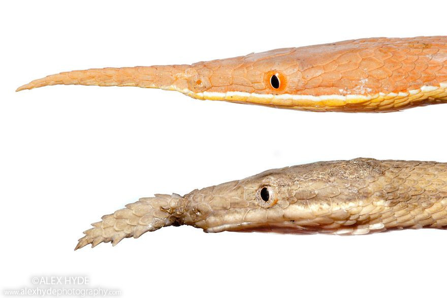 3. "Mũi" đặc biệt. Loài rắn này có một cấu trúc trên đầu giống như chiếc "mũi" kéo dài, nhọn ở con đực và dạng lá ở con cái. Ảnh: Pinterest.