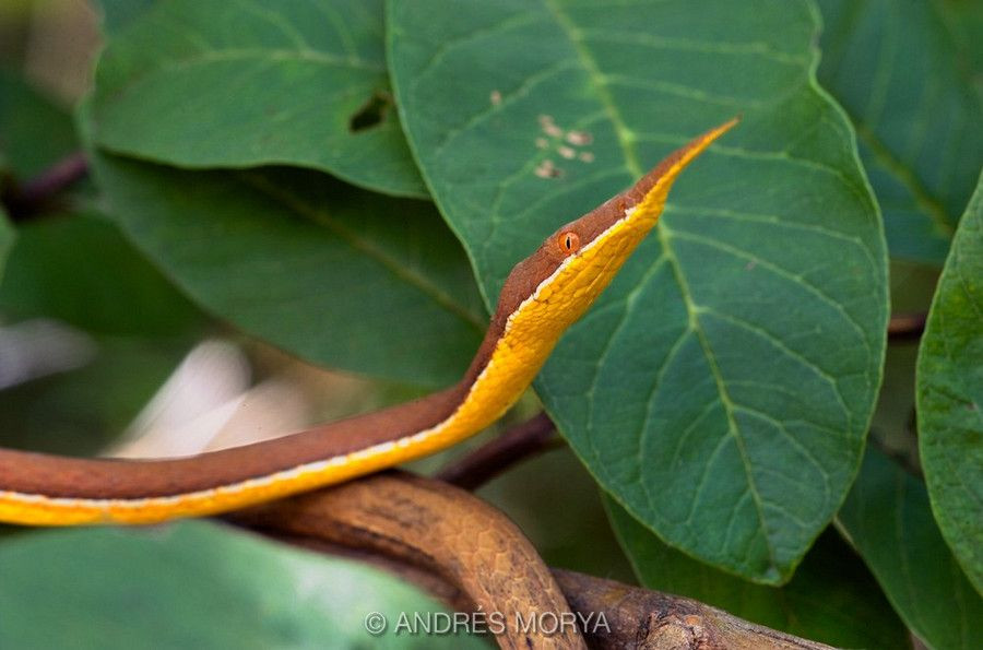 11 . Tính cách nhút nhát. Chúng khá nhút nhát và thường tránh né kẻ thù thay vì đối đầu. Ảnh: Pinterest.