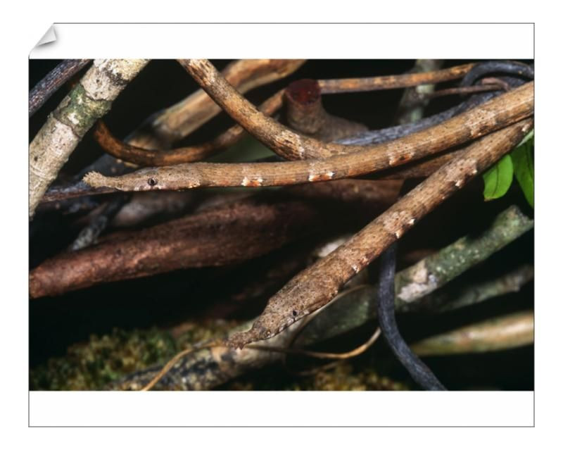 5. Khả năng ngụy trang. Màu sắc và hình dáng dị biệt của loài này giúp chúng ngụy trang hoàn hảo trên các cành cây, lá khô. Ảnh: Pinterest.