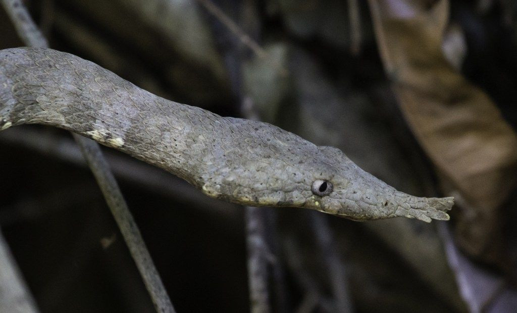 6. Hoạt động ban ngày. Rắn mũi dài chủ yếu hoạt động vào ban ngày. Chúng tìm mồi trên thảm thực vật rậm rạp của các khu rừng Madagascar. Ảnh: Pinterest.