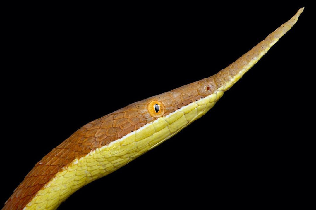 10. Tập tính sinh sản. Rắn mũi dài Madagascar là loài đẻ trứng, và trứng của chúng thường được giấu trong đất mềm hoặc dưới lớp lá rụng. Ảnh: Pinterest.