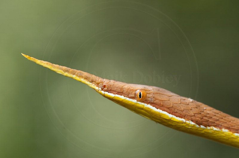 4. Màu sắc đa dạng. Màu sắc của chúng có thể thay đổi từ nâu, vàng đến xám, tùy thuộc vào môi trường sống. Ảnh: Pinterest.