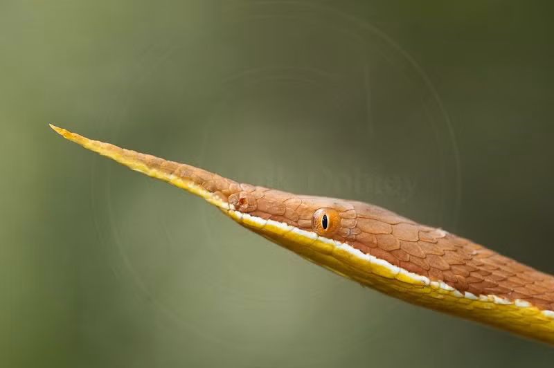 4. Màu sắc đa dạng. Màu sắc của chúng có thể thay đổi từ nâu, vàng đến xám, tùy thuộc vào môi trường sống. Ảnh: Pinterest.