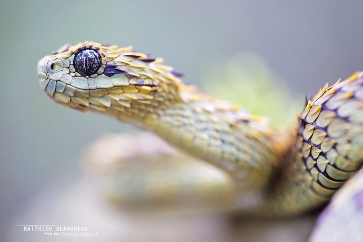  2. Sinh sống ở các khu vực nhiệt đới. Loài rắn này chủ yếu sống trong các khu rừng nhiệt đới và rừng mưa ở khu vực Tây và Trung Phi, đặc biệt là Cộng hòa Congo, Gabon, và các khu vực xung quanh Tanzania. Ảnh: Pinterest.