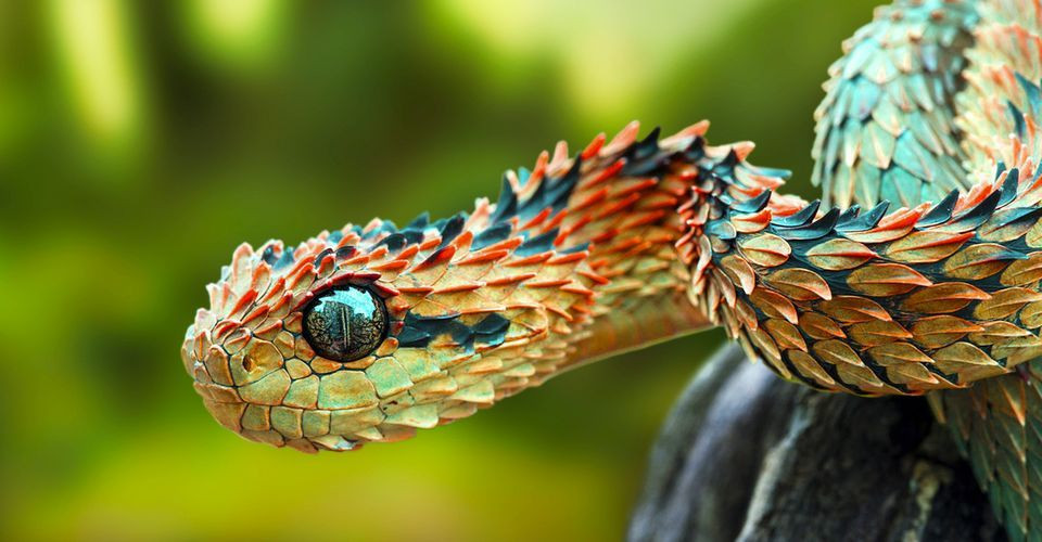  4. Nọc độc gây hoại tử. Rắn lục bụi gai có nọc độc gây tổn thương nghiêm trọng đến các mô và có thể dẫn đến hoại tử mô. Mặc dù có nọc độc mạnh, loài rắn này ít khi tấn công con người trừ khi bị đe dọa. Ảnh: Pinterest.