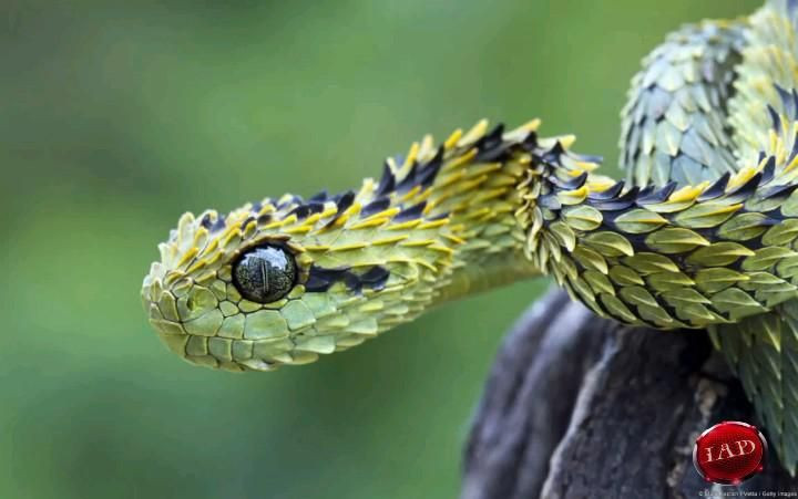  8. Sinh sản bằng trứng. Atheris hispida sinh sản bằng trứng, và mỗi lần sinh sản có thể đẻ từ 4 đến 15 trứng. Sau khi đẻ trứng, rắn mẹ không chăm sóc trứng, và chúng phát triển tự nhiên cho đến khi nở. Ảnh: Pinterest.