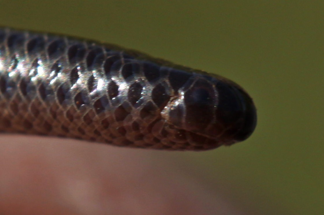  8. Khả năng sinh sản. Leptotyphlops carlae sinh sản bằng trứng. Do kích thước cơ thể nhỏ, loài rắn này chỉ có thể đẻ từ 1 đến 3 trứng trong mỗi lần sinh sản. Ảnh: Pinterest.