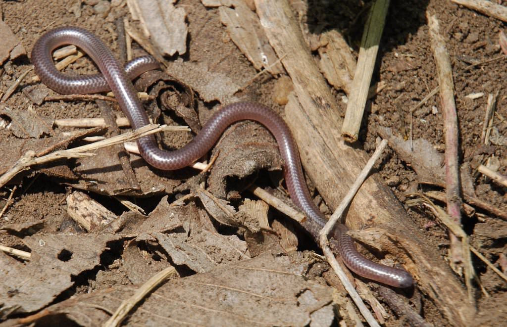  9. Hiếm khi được nhìn thấy. Vì có kích thước cực kỳ nhỏ và thường sống dưới đất hoặc trong các khu vực rậm rạp, loài rắn này rất khó phát hiện trong tự nhiên. Chúng có thể dễ dàng trốn thoát và ẩn mình khỏi các mối đe dọa. Ảnh: Pinterest.