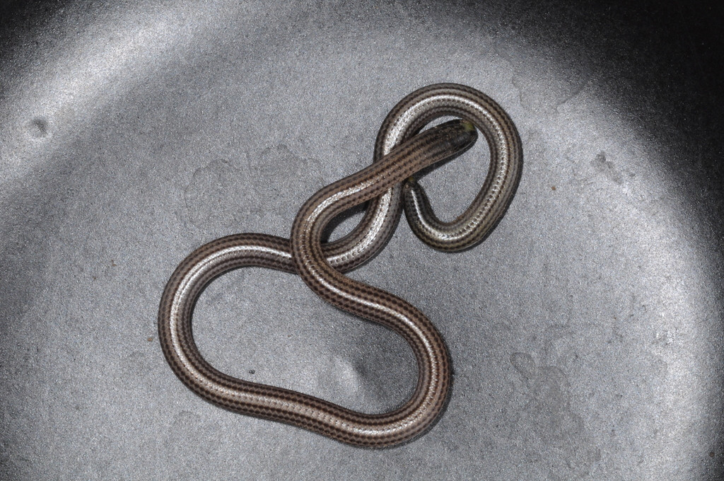  5. Chế độ ăn chủ yếu là côn trùng. Rắn Leptotyphlops carlae săn mồi bằng cách ăn côn trùng nhỏ, đặc biệt là bọ và giun ẩn nấp trong đất hoặc dưới lớp lá mục. Ảnh: Pinterest.