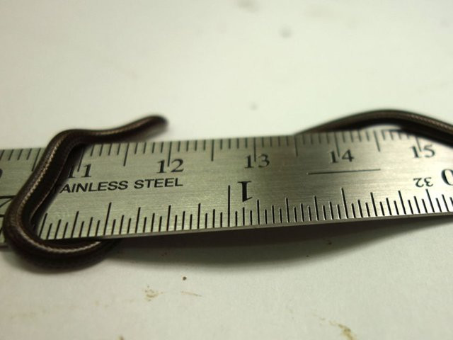  7. Sống đơn lẻ và lột xác thường xuyên. Loài rắn này sống đơn độc và lột xác thường xuyên như các loài rắn khác. Ảnh: Pinterest.