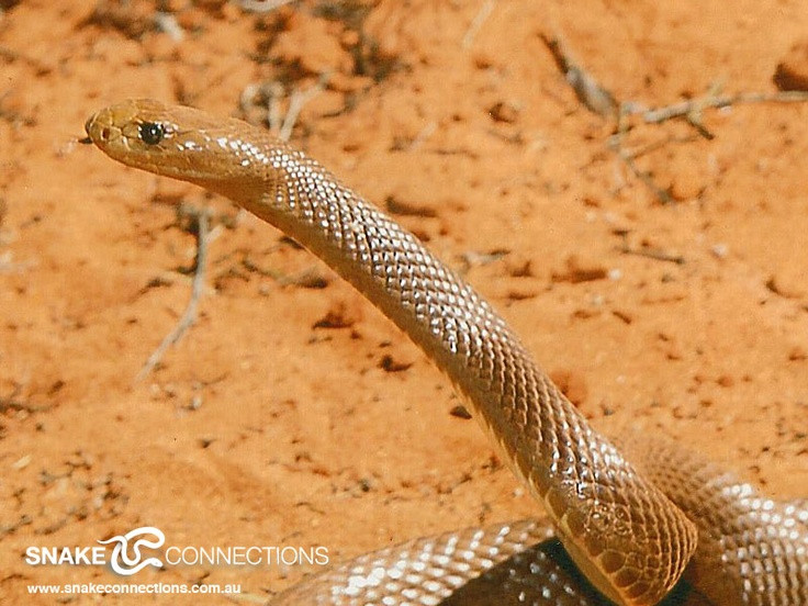  9. Nọc độc của chúng được nghiên cứu trong y học. Các nghiên cứu về nọc độc của Inland Taipan đang được sử dụng để phát triển thuốc và liệu pháp cho các bệnh nhân mắc các bệnh về máu và tim. Các hợp chất trong nọc độc của chúng có thể có ứng dụng y học trong tương lai. Ảnh: Pinterest.