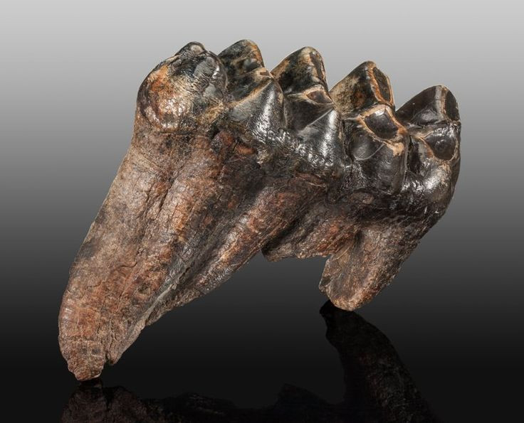  4. Cấu trúc bộ răng đặc biệt. Răng của voi voi răng mấu có nhiều mấu hình nón với bề mặt thô ráp để nghiền nát thực vật cứng. Điều này giúp chúng có thể tiêu thụ nhiều loại cây lá cứng. Ảnh: Pinterest.