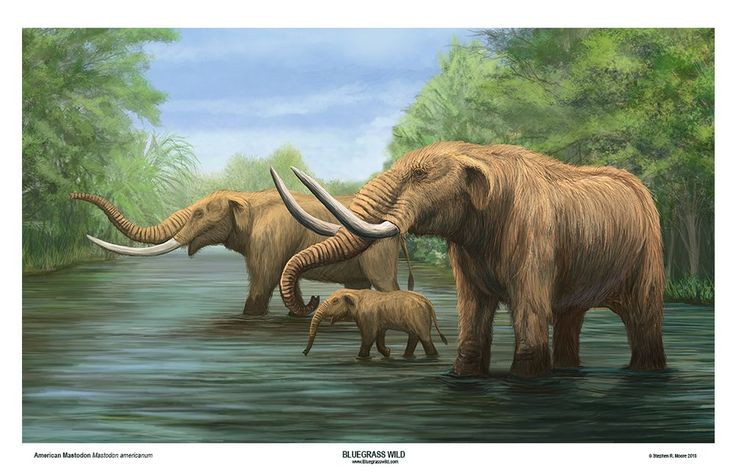  7. Chân ngắn và khỏe. Voi răng mấu có chân ngắn hơn so với voi hiện đại. Đặc điểm này giúp chúng di chuyển tốt trong các khu rừng rậm và băng tuyết. Ảnh: Pinterest.