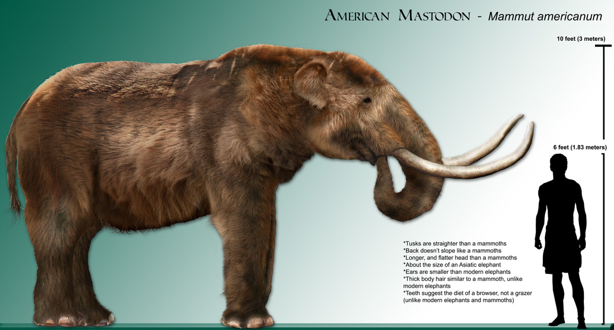  5. Kích thước khổng lồ. Voi răng mấu có thể đạt chiều cao từ 2,5 đến 3,5 mét và nặng tới 6 tấn, tương đương hoặc lớn hơn các số loài voi hiện đại. Ảnh: Pinterest.