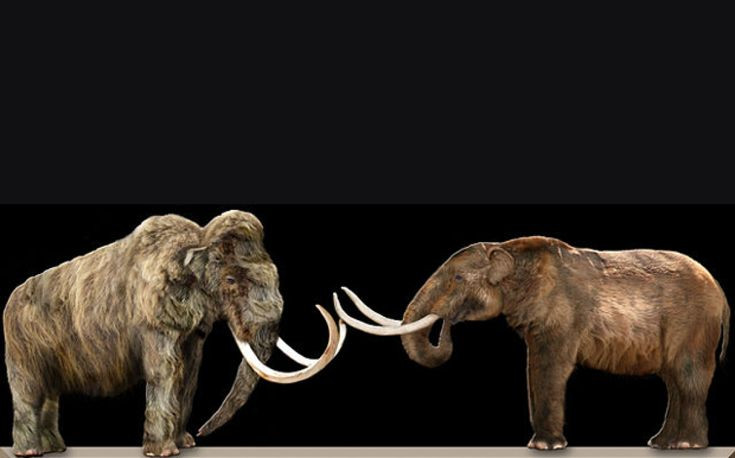  3. Khác biệt với voi mamut. Mặc dù thường bị nhầm lẫn với loài voi mamut, voi răng mấu có cấu trúc cơ thể khác biệt và thích nghi với môi trường rừng, trong khi mamut thường sống ở các vùng đất đồng cỏ rộng lớn. Ảnh: Pinterest.