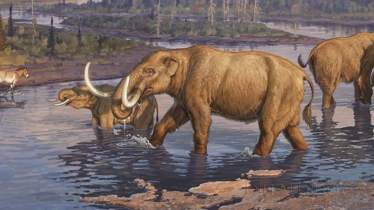  9. Chế độ ăn. Voi voi răng mấu có thể ăn cây gỗ, vỏ cây và các loại thực vật cứng khác, phù hợp với hình dạng và cấu trúc răng của chúng. Ảnh: Pinterest.